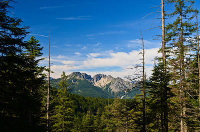 Pine trees in forest against sky