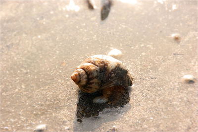 Close-up of snail on sand