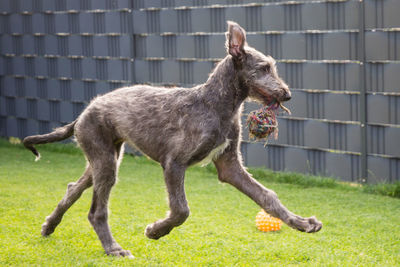 Side view of dog standing on grassy field