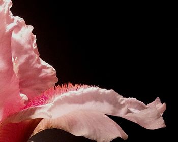 Close-up of pink flower over black background