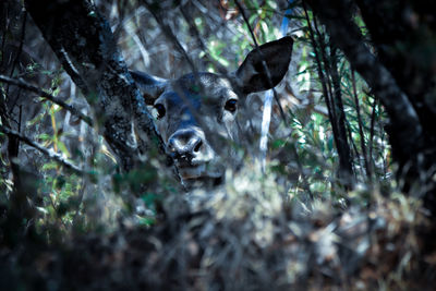 Deer in a forest