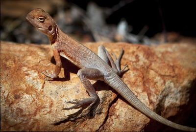 Close-up of lizard on rock