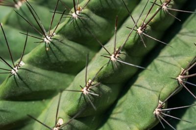 Full frame shot of cactus plant on sunny day