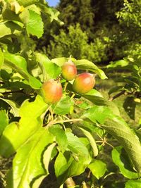 Close-up of fruit growing on tree