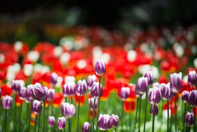 Close-up of tulips blooming on field