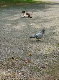 High angle view of birds on road