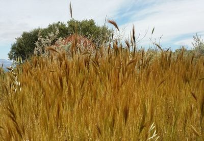 Scenic view of field against cloudy sky