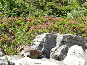 Flowers growing on rock