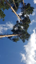 Low angle view of plants against sky