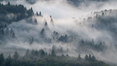 Low angle view of trees in forest against sky