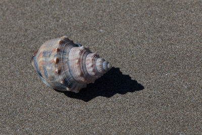Shell on sand at beach