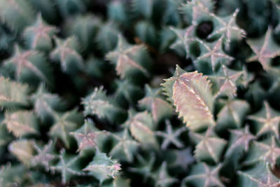 Close-up of plant leaves