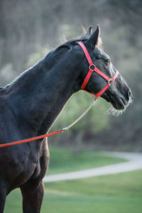 Full length of a horse on a field