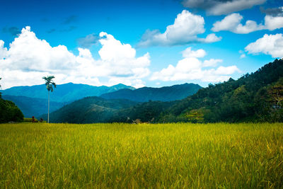 Scenic view of field against sky