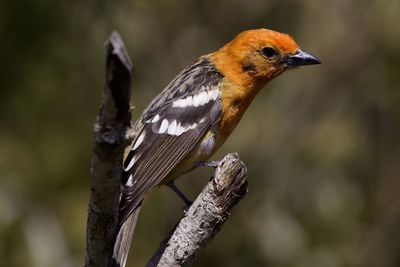 Close-up of bird perching on branch