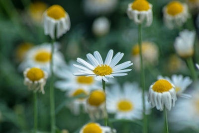 Close-up of white daisy flowers