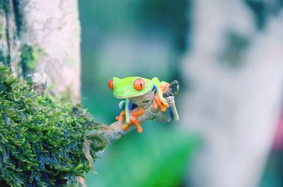 Close-up of tree frog looking away