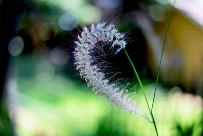 Close-up of dandelion flower