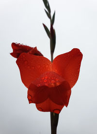 Close-up of red rose against white background