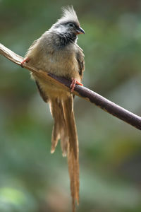 Close-up of bird perching on branch