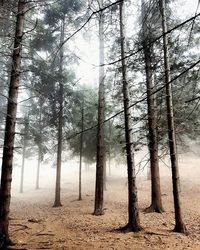 Trees in forest