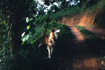 Dog in forest