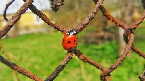 Close-up of ladybug on plant