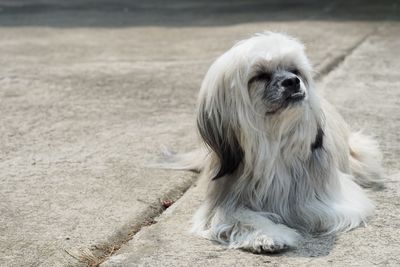 Portrait of a dog on footpath