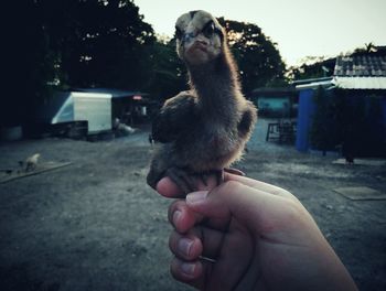 Human hand holding baby