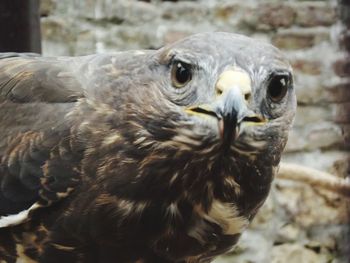 Close-up of owl