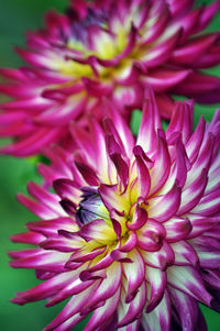 Close-up of pink dahlia