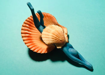 High angle view of shell on blue table