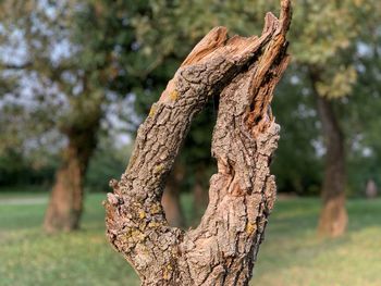 Close-up of tree trunk in park