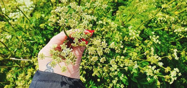 Hand holding red plant