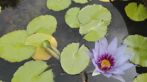 Close-up of lotus water lily in pond