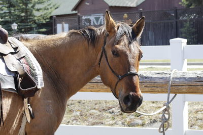 Horse in ranch