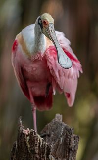 Close-up of a bird