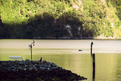 Scenic view of river amidst trees