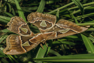 Close-up of insect on plant