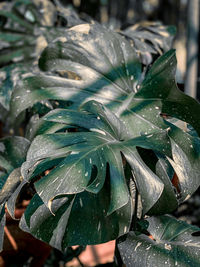 Close-up of raindrops on leaves