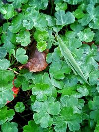 Close-up of green leaves on plant