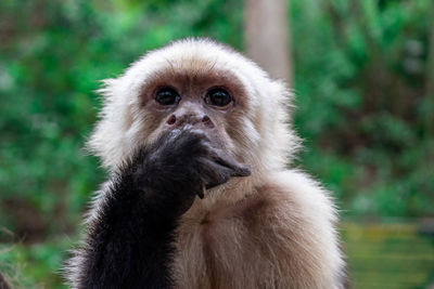 Close-up portrait of monkey