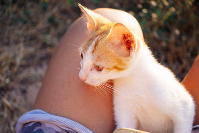 Close-up of hand holding cat