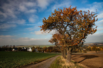 Tree by road amidst field against sky