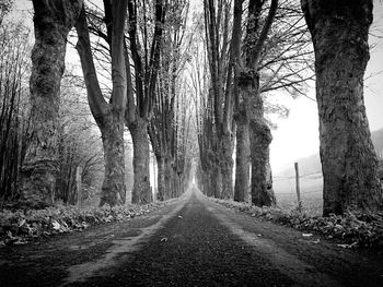 Road passing through forest