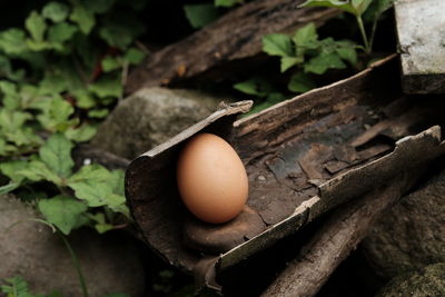 Eggs are one of the animal foods consumed. 