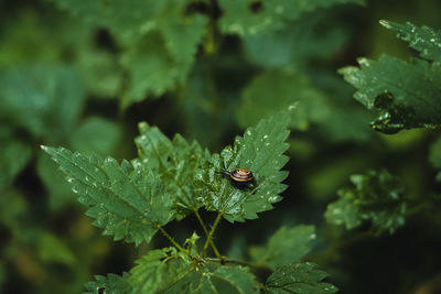 Close-up of insect on wet leaf