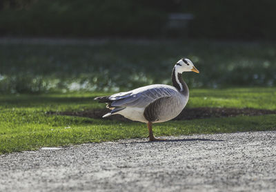 Side view of seagull on road