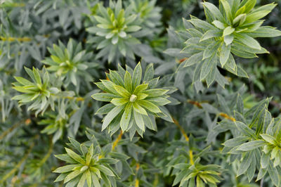 High angle view of flowering plant