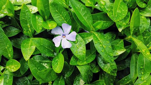 High angle view of water drops on purple flowering plant